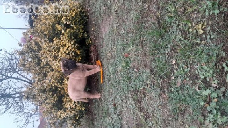 Eladó törzskönyvezett bullmastiff kiskutya