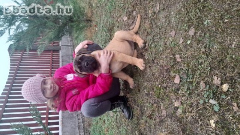 Eladó törzskönyvezett bullmastiff kiskutya