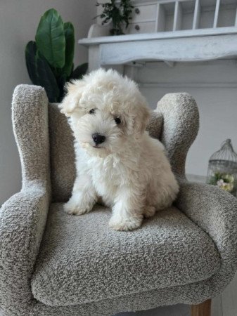 Máltai+uszkár=Maltipoo havanese bichon