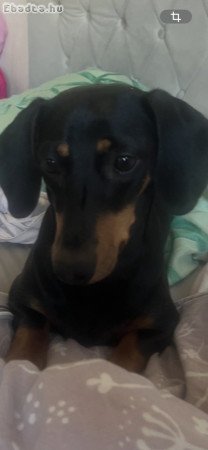 1 éves szuka tacskó