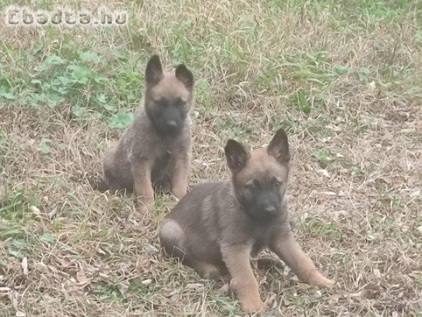 Malinois Mali belga juhász