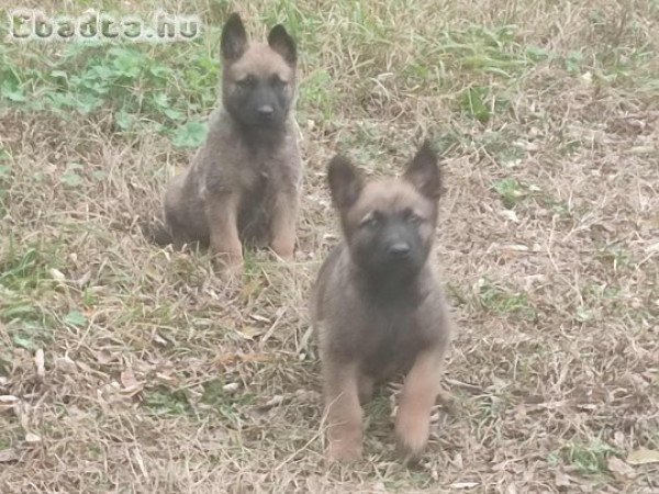 Malinois Mali belga juhász