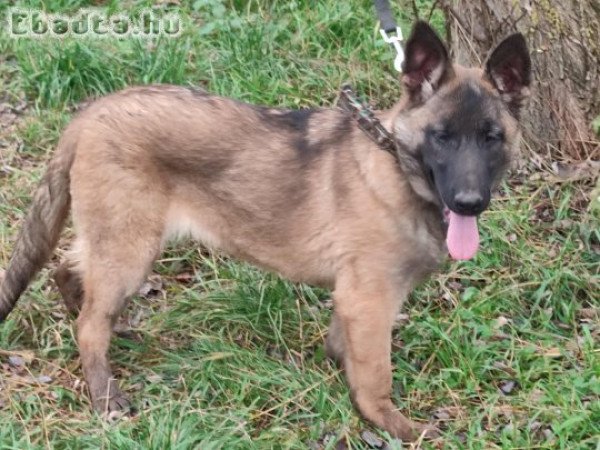 Malinois Mali belga juhász