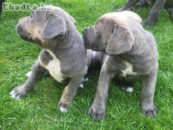 Cane Corso kiskutyák