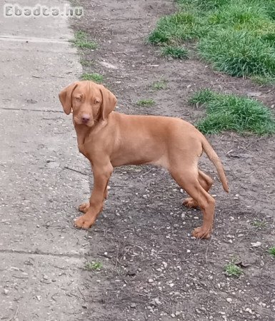Magyar vizsla kutya szerető gazdit keres!