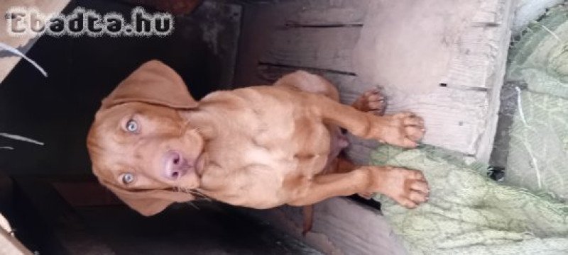 Magyar vizsla kutya szerető gazdit keres!