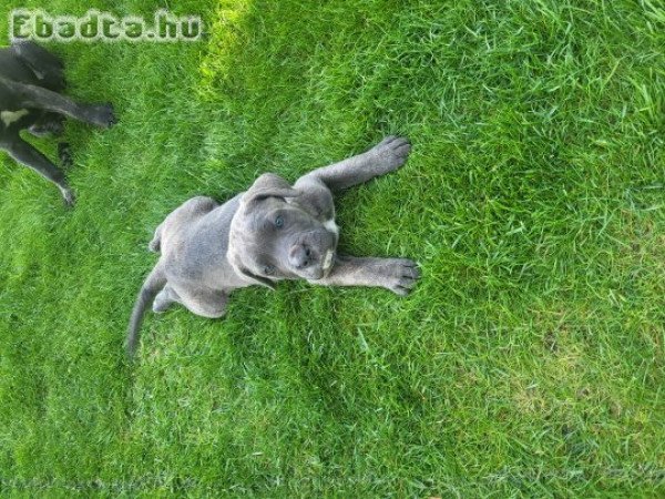 Cane Corso kiskutyák