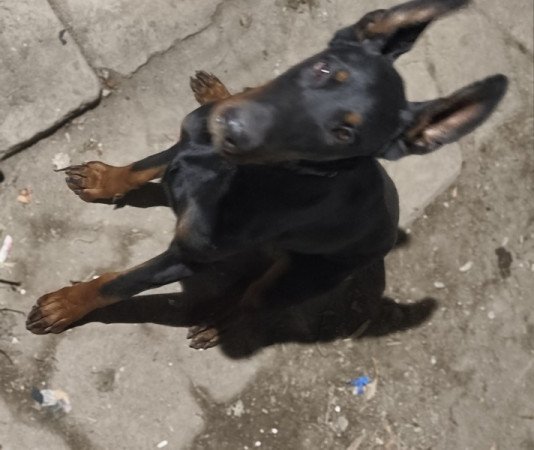 Dobermann