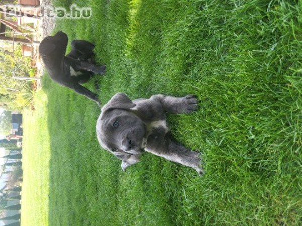 Cane Corso kiskutyák