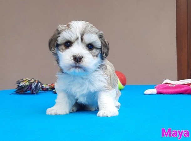 Bichon Havanese