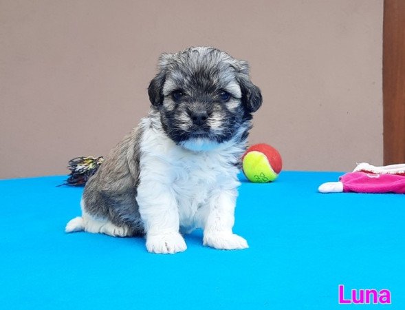 Bichon Havanese