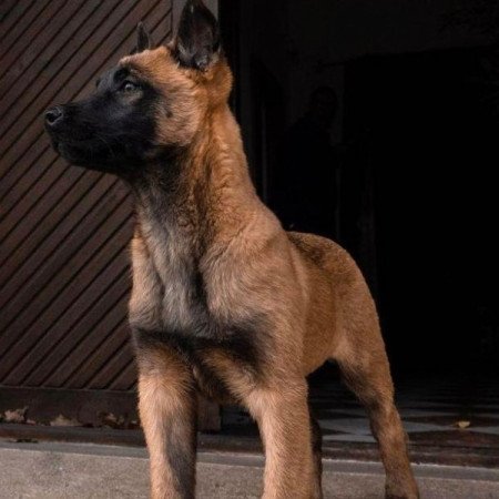 Malinois belga juhász