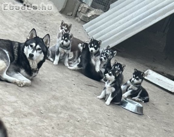 Eladó husky kölyök kutya