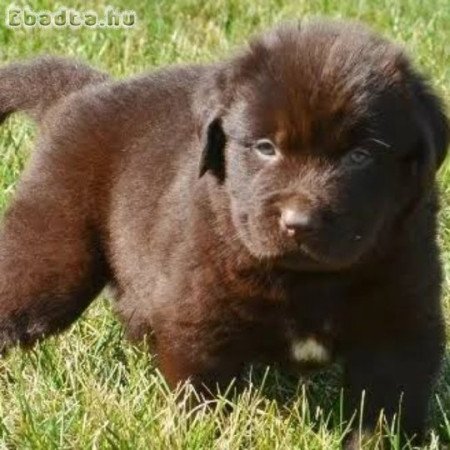 Új - fundlandi kölyök kutyusok