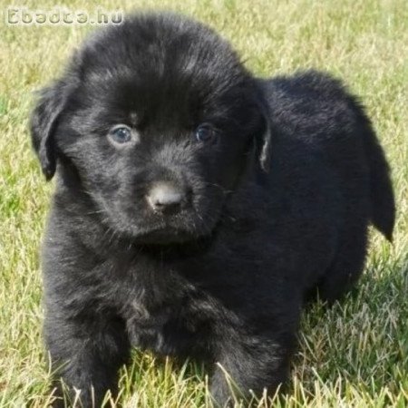 Új - fundlandi kölyök kutyusok