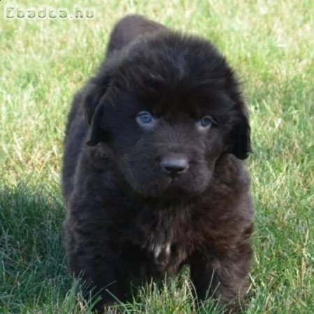 Új - fundlandi kölyök kutyusok