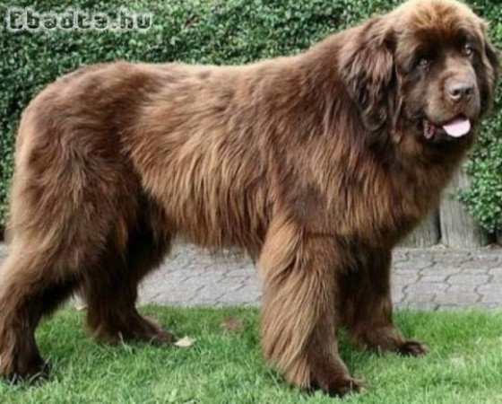 Új - fundlandi kölyök kutyusok