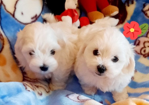 Bichon Havanese