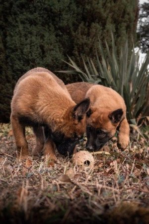 Malinois belga juhász