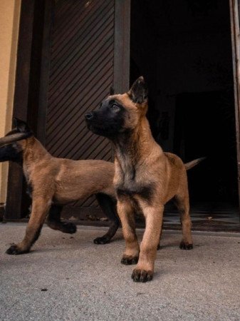 Malinois belga juhász