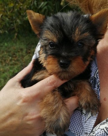 Yorkshire terrier