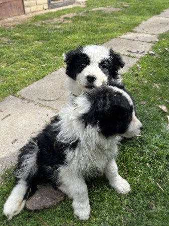 Border Collie