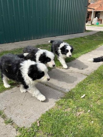 Border Collie