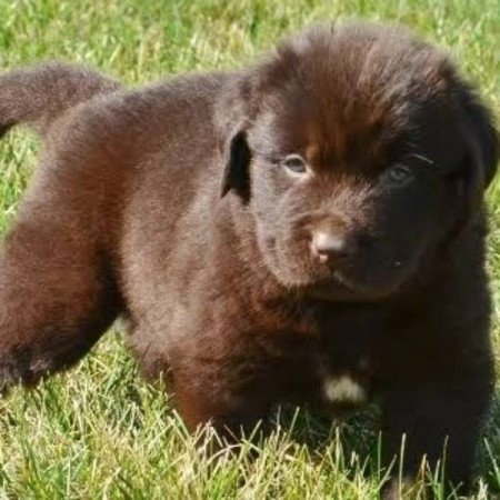 Új fundlandi golden