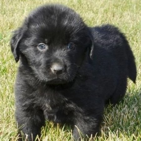 Új fundlandi golden