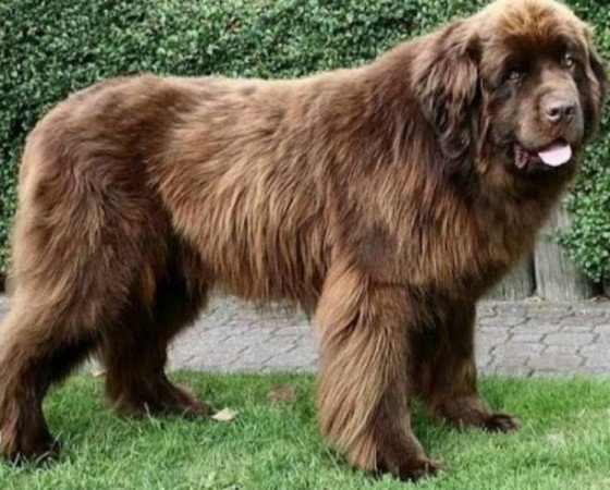 Új fundlandi golden