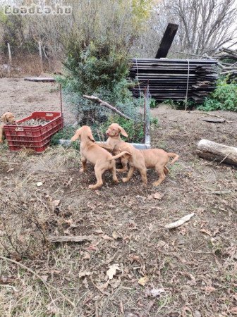 Eladó Magyar Vizsla kölykök