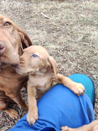 Eladó Magyar Vizsla kölykök