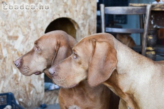 Eladó Magyar Vizsla kölykök