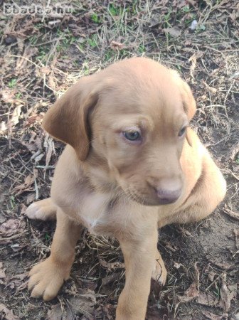 Eladó Magyar Vizsla kölykök