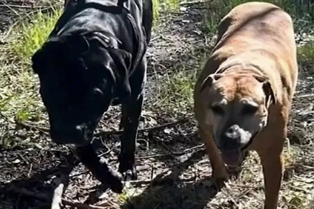 Leszúrták a kutyákat a parkban