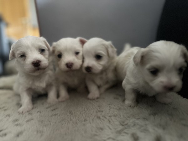 Eladó Máltai Selyemkutyák