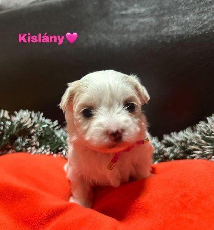 Eladó Máltai Selyemkutyák