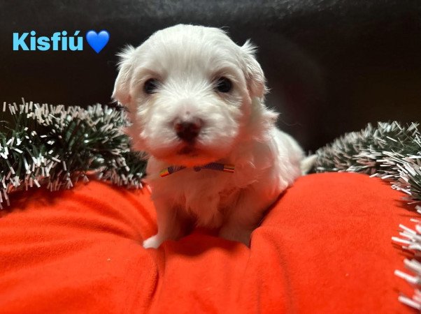 Eladó Máltai Selyemkutyák