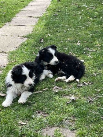 Border Collie