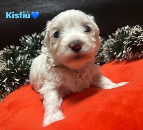 Eladó Máltai Selyemkutyák