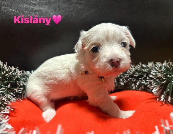 Eladó Máltai Selyemkutyák