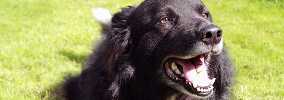 Mit üzen a morgó kutya?