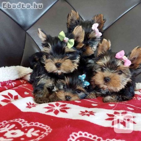 Yorkshire Terrier bébi