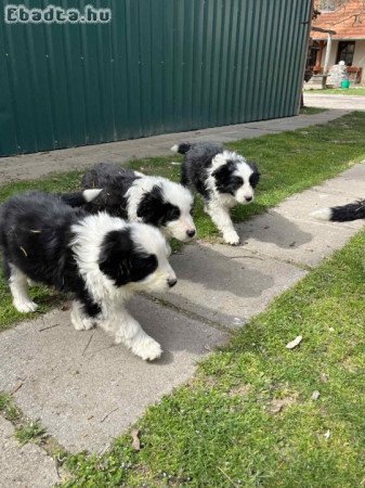 Eladó Border Collie kiskutyák