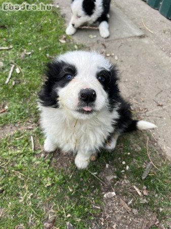 Eladó Border Collie kiskutyák