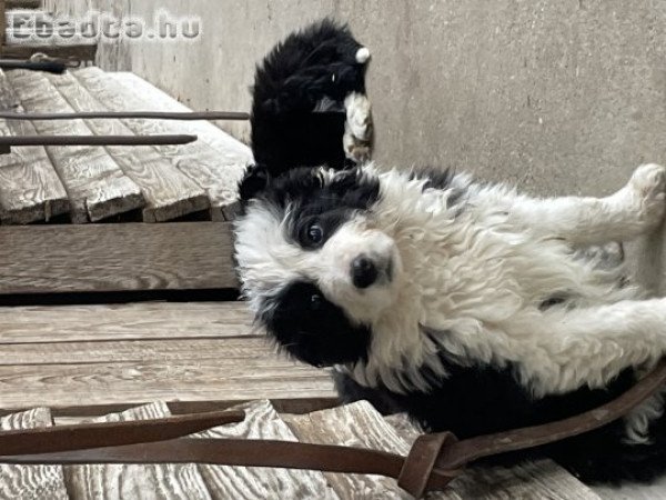 Eladó Border Collie kiskutyák