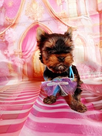 Yorkshire terrier