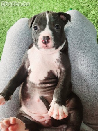 Staffordshire terrier kölykök gazdisodnának!!
