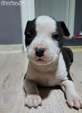 Staffordshire terrier kölykök gazdisodnának!!