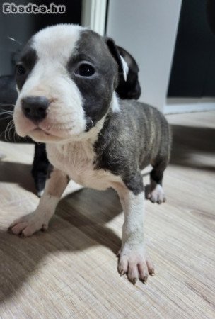 Staffordshire terrier kölykök gazdisodnának!!